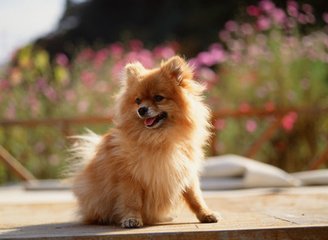 tp钱包最新版本怎么用